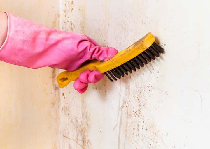 mold remediation Charlotte