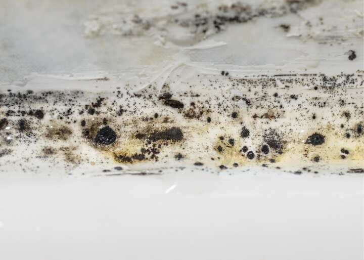 charlotte mold