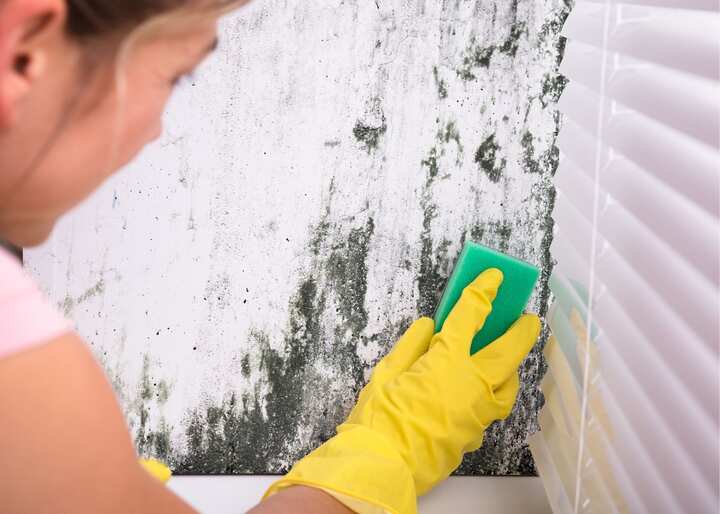 mold inspection Charlotte NC