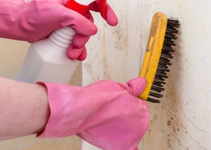 mold inspection Charlotte NC