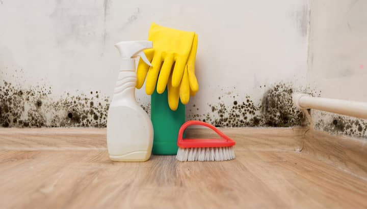 Know About Mold Removal In Charlotte