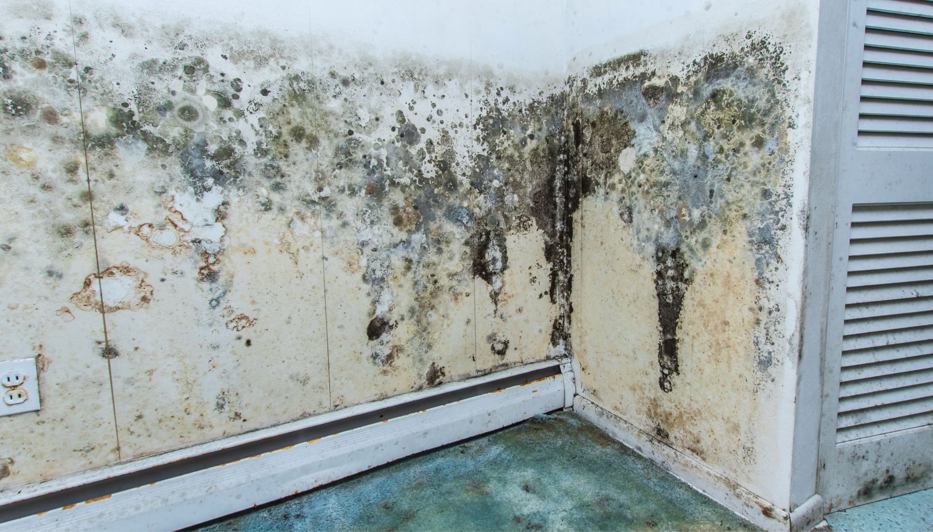 Mold Damage Odor Control Services in Charlotte